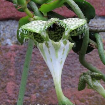 Ceropegia sandersonii