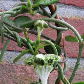 Ceropegia sandersonii