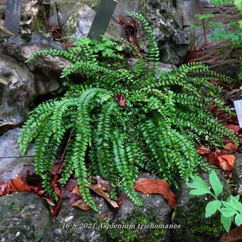 Asplenium trichomanes