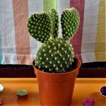 Opuntia microdasys subsp. rufida - 