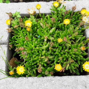 Delosperma nubigenum