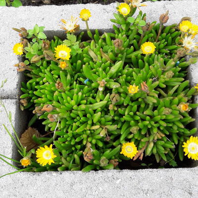 Delosperma nubigenum - 