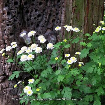 Tanacetum parthenium 'White Bonnet'