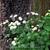 Tanacetum parthenium 'White Bonnet'