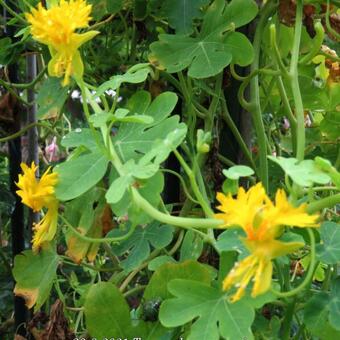 Tropaeolum peregrinum