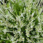 Calluna vulgaris 'Gold Haze' - 