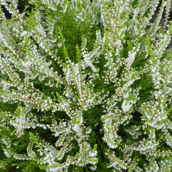 Calluna vulgaris 'Gold Haze'