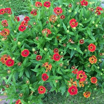 Helenium 'Poncho'