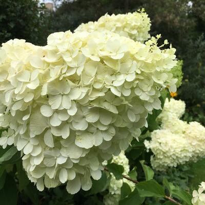 Hydrangea paniculata 'Polar Bear' - Hydrangea paniculata 'Polar Bear'