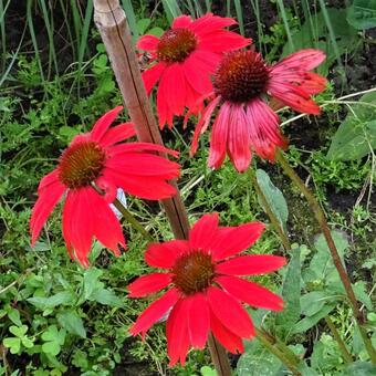 Echinacea purpurea 'SOMBRERO Sangrita'