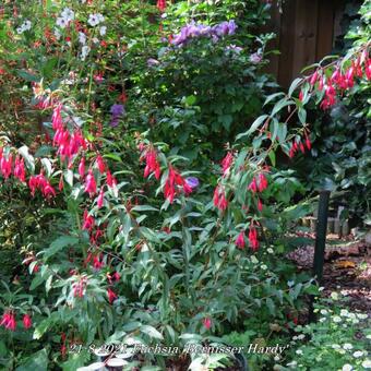 Fuchsia 'Bernisser Hardy'