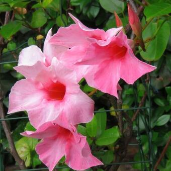 Mandevilla 'SUNDAVILLE Cream Pink'