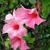 Mandevilla 'SUNDAVILLE Cream Pink'