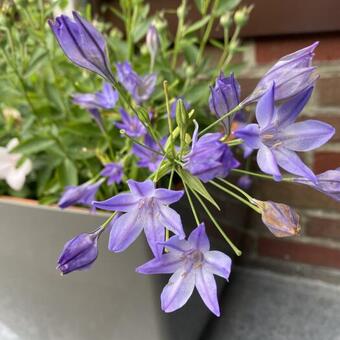 Triteleia laxa 'Koningin Fabiola'