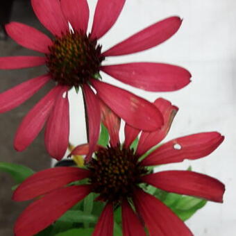 Echinacea DREAM 'Glowing Dream'