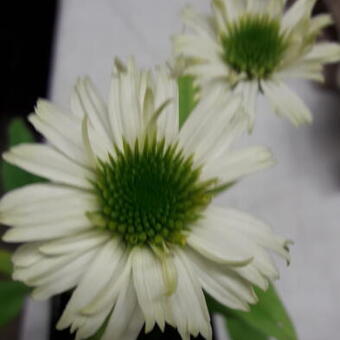 Echinacea purpurea 'Vanilla Cupcake'