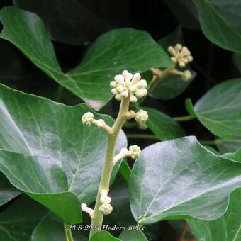 Hedera helix