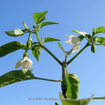 Capsicum annuum