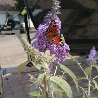 Buddleja davidii 'Lochinch'