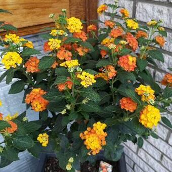 Lantana camara