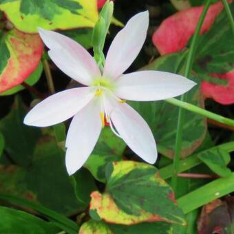 Hesperantha coccinea 'Pink Princess'