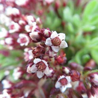 Crassula schmidtii