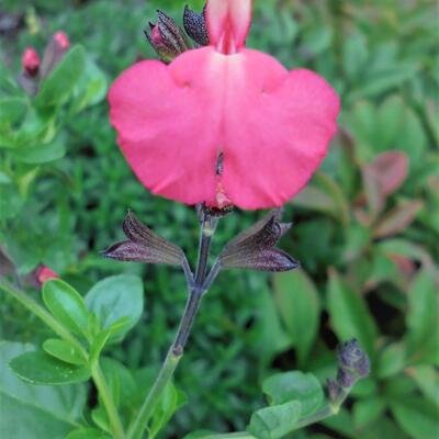 Salvia greggii 'Savannah Salmon Rose' - 