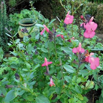 Salvia greggii 'Savannah Salmon Rose'