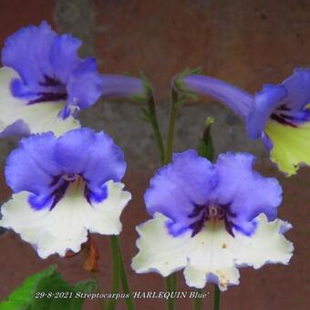 Streptocarpus 'HARLEQUIN Blue'