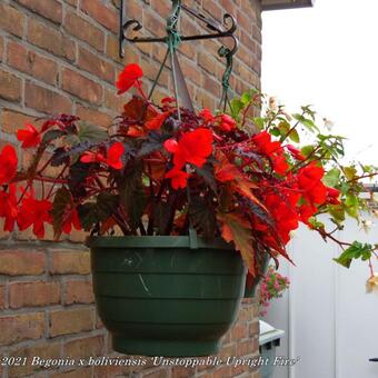 Begonia x boliviensis 'Unstoppable Upright Fire'