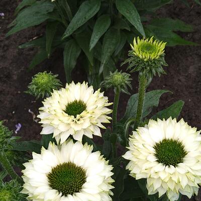 Echinacea SUNSEEKERS 'White Perfection' - 