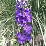 Delphinium 'MAGIC FOUNTAIN Dark Blue/Black Bee'  - 