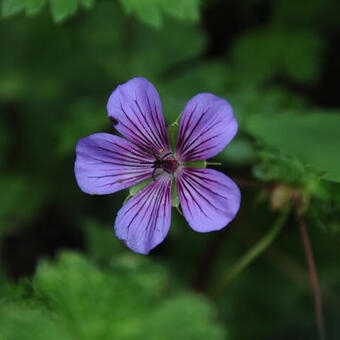 Geranium wallichianum 'All Summer Pleasure'