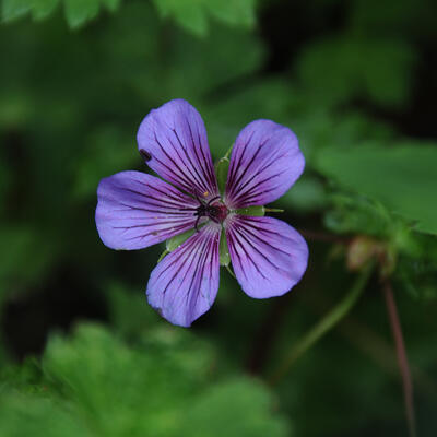 Geranium wallichianum 'All Summer Pleasure' - 