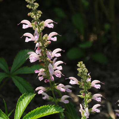 Salvia pratensis 'Rose Rhapsody' - Salvia pratensis 'Rose Rhapsody'