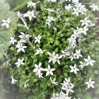 Isotoma fluviatilis 'White'