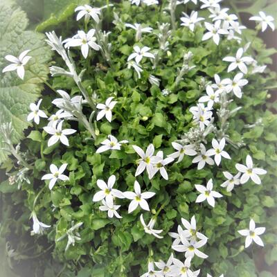 Isotoma fluviatilis 'White' - 