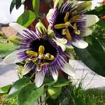 Passiflora caerulea 'Duuk' - 