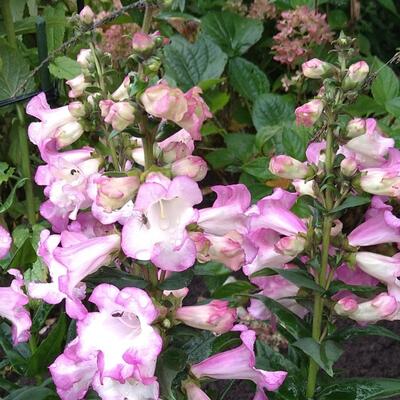 Penstemon hartwegii 'POLARIS Magenta' - 