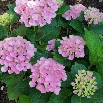 Hydrangea macrophylla 'MAGICAL Sapphire'