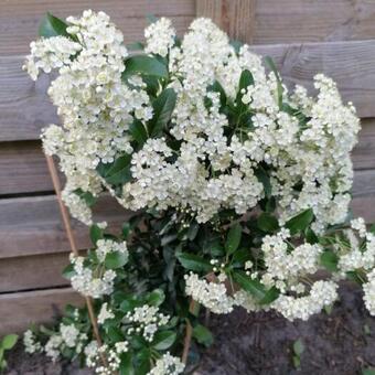 Pyracantha ‘Soleil d’Or’