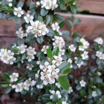 Pyracantha coccinea 'Red Column'