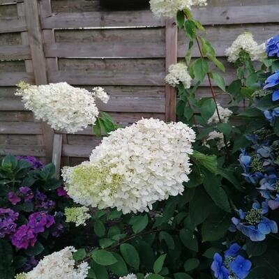 Hydrangea paniculata - 