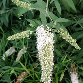 Buddleja davidii 'White Profusion'