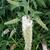 Buddleja davidii 'White Profusion'