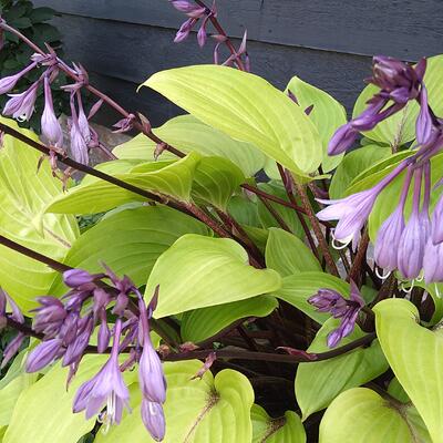 Hosta 'Purple Heart' - Hosta 'Purple Heart'