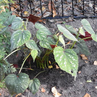 Begonia grandis 'Sparkle and Shine'