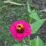 Zinnia elegans 'LILLIPUT Pompon' - 