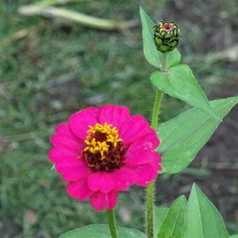 Zinnia elegans 'LILLIPUT Pompon'