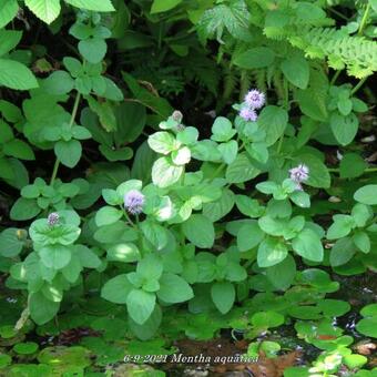 Mentha aquatica